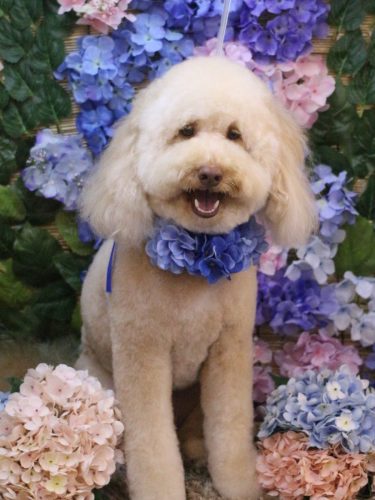 20250611ケヴィンくん